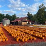 Burt's Pumpkin Farm
