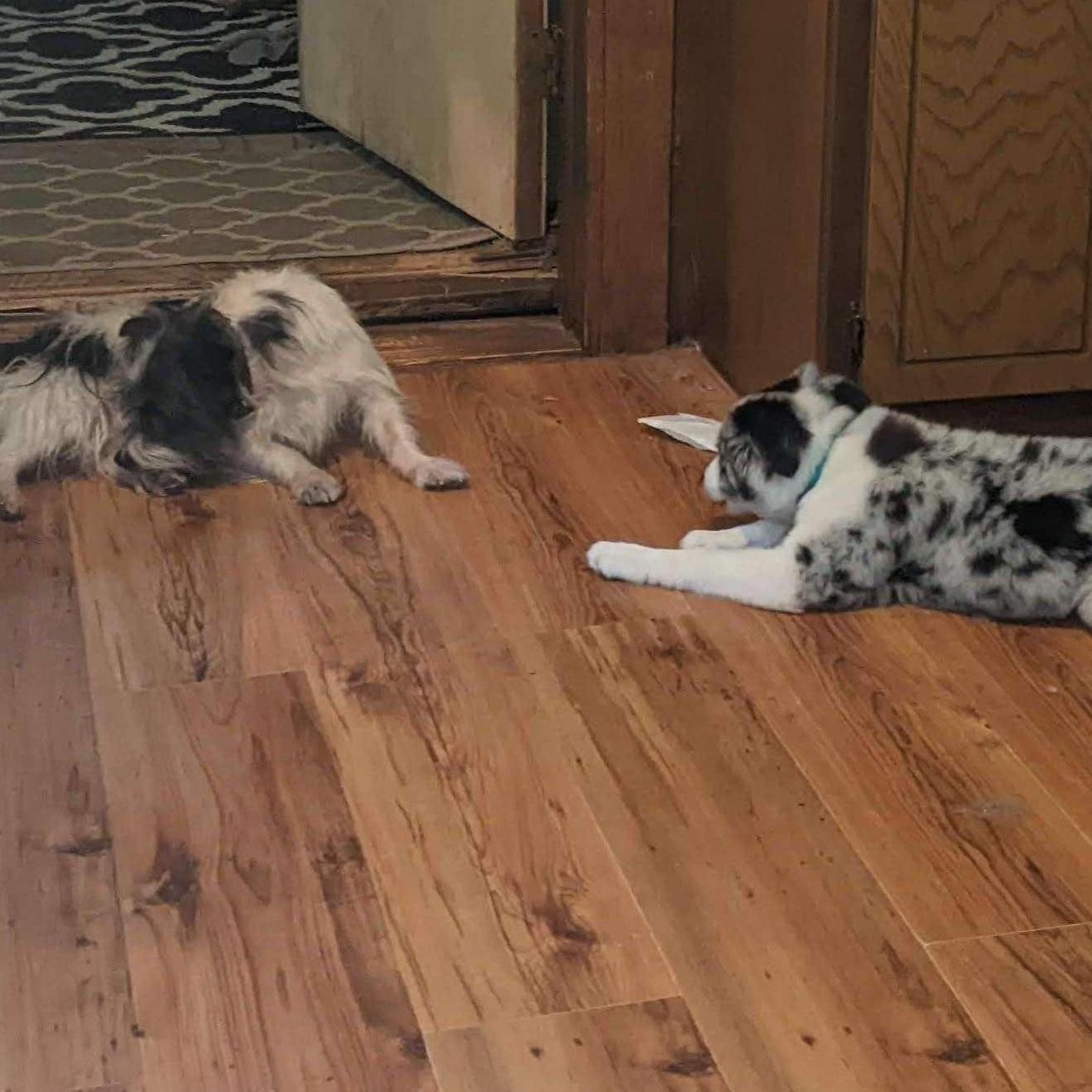 Two of our dogs, Hoss and Tulip 