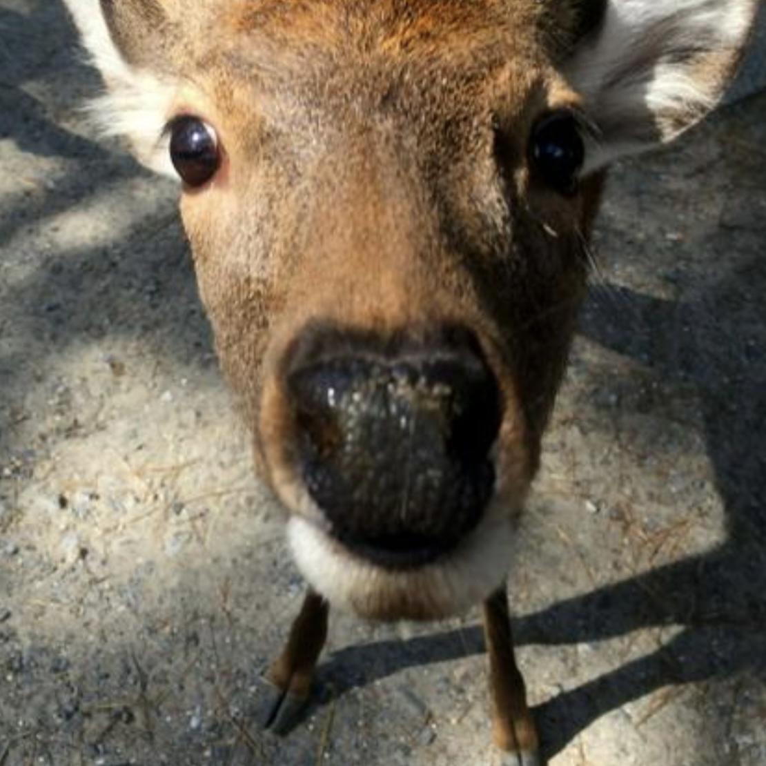 Amir hugs (kiss??) a deer