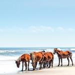 Corolla Wild Horse Tours **