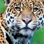 Essex County Turtle Back Zoo