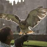 Falconry