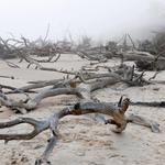 Boneyard Beach, Big Talbot Island State Park