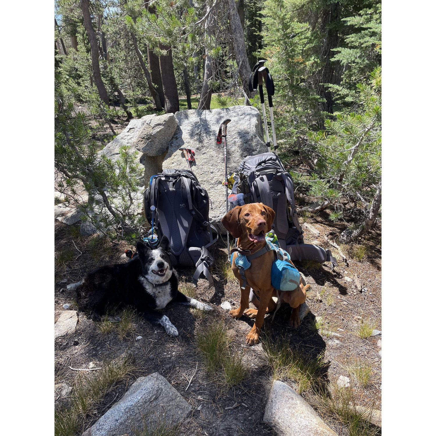 Gabby & Cedar Ansel Adams Wilderness, Tuolumne County, CA 2021