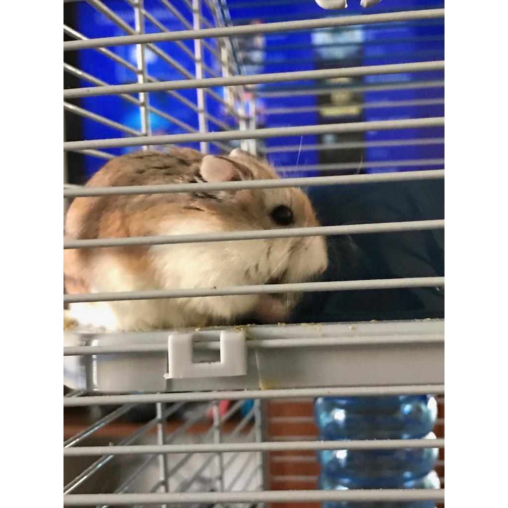 In loving memory of Charlotte "Little Boop" 
2017 - 2019