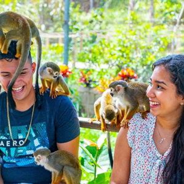 Monkey Land Excursion