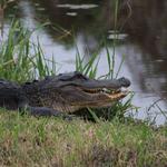 Lake Apopka Wildlife Drive