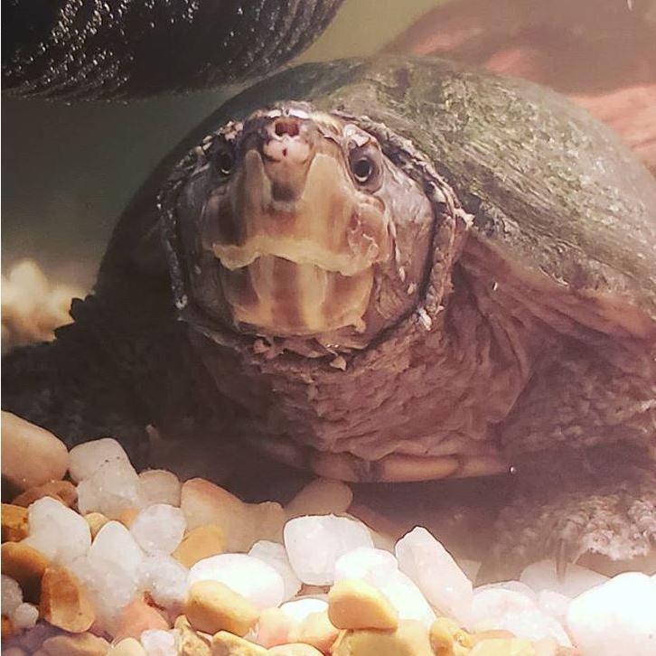 Our turt, Snappy!