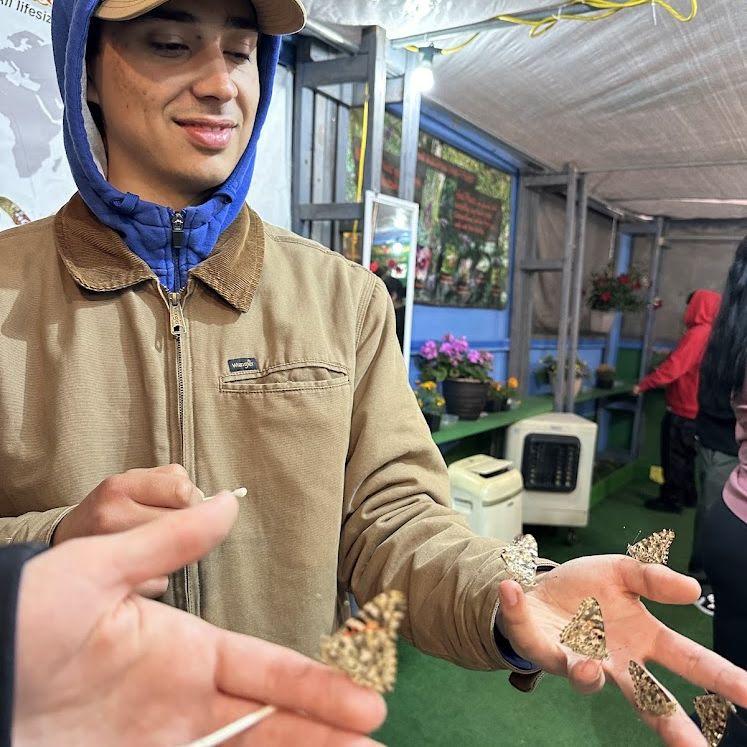 Peter became a butterfly king