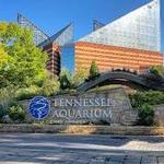 Tennessee Aquarium