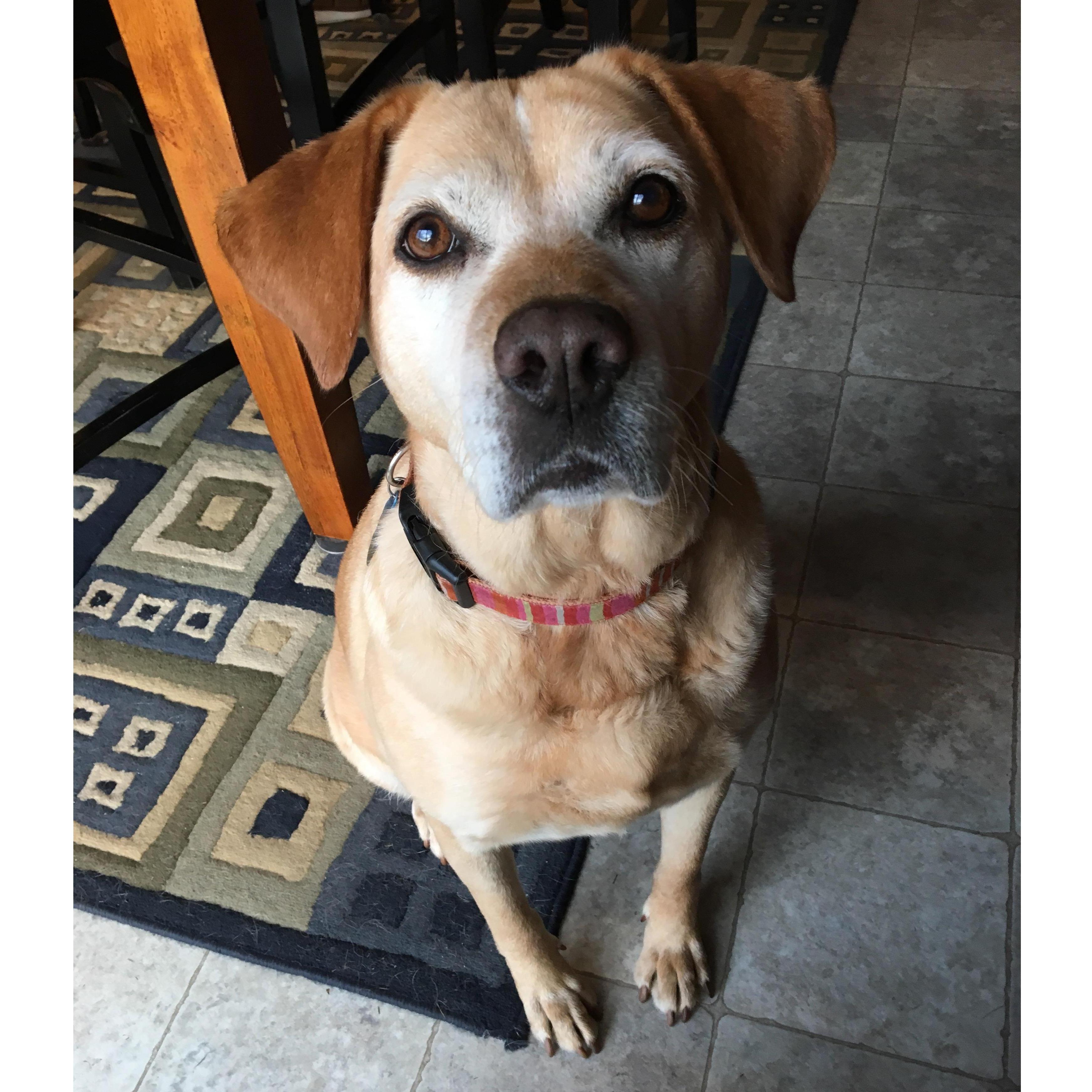 This is Fat Pam. She is just happy to be here and we love her.