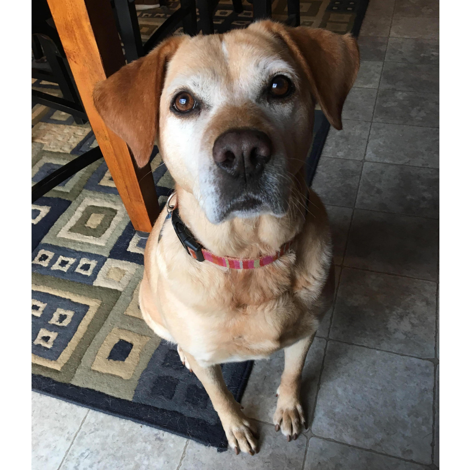 This is Fat Pam. She is just happy to be here and we love her.