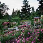 Rose Garden