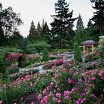 Rose Garden