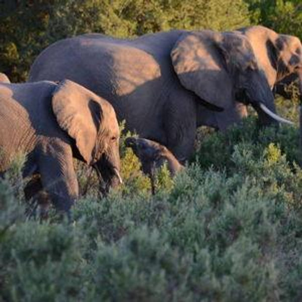 African Safari Honeymoon
