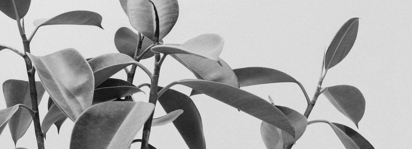 The Wedding Website of David Alan Holmes and Erynn LeAnn Holmes