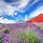 Lavender Hill Farm