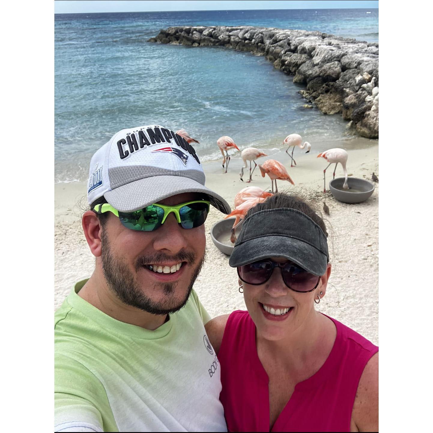 Flamingos in Aruba