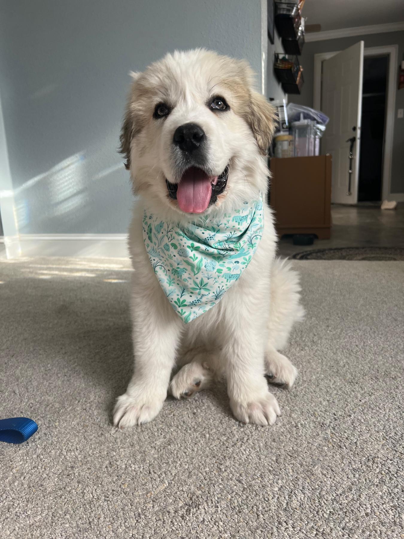 Mötley became apart of our family this year