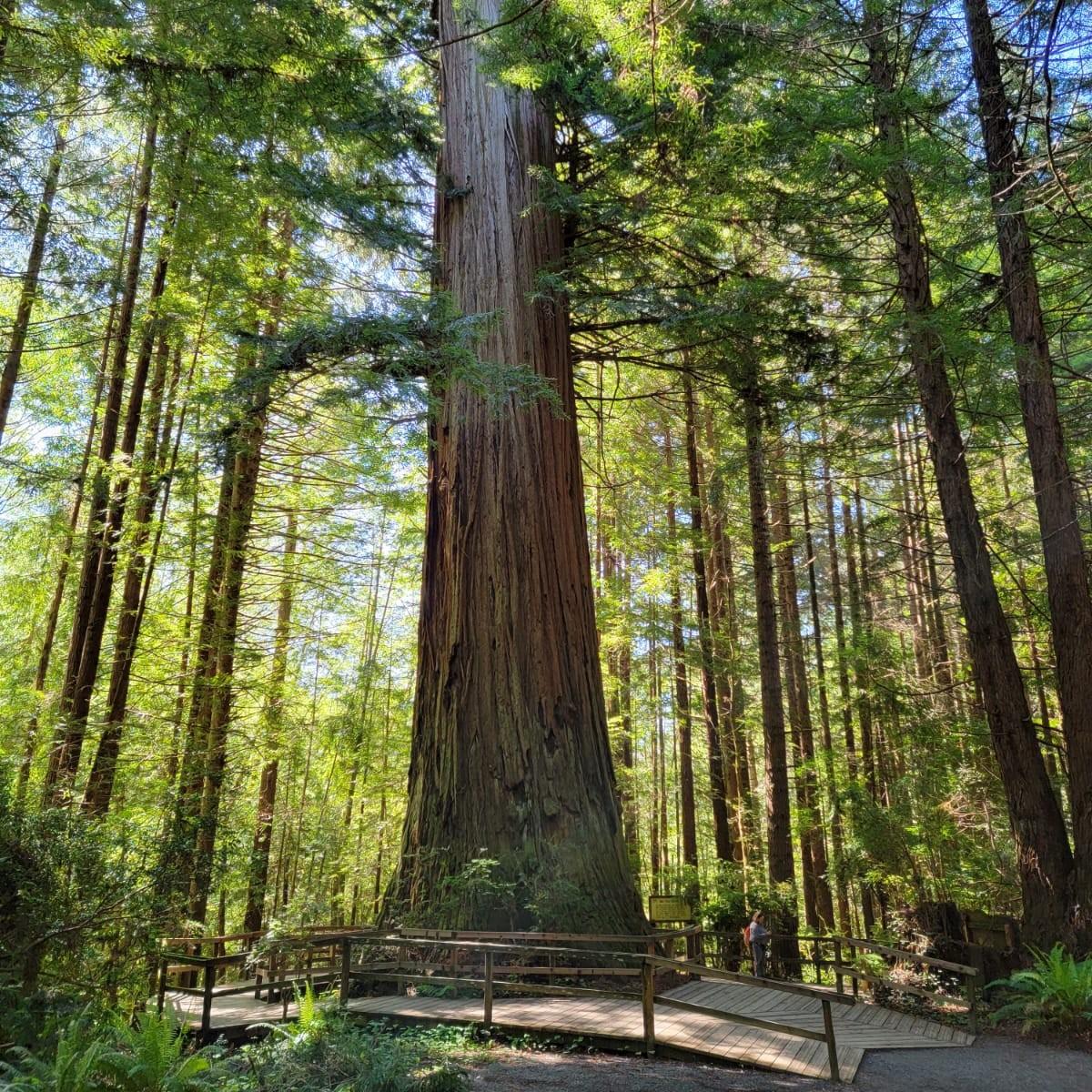 Brotherhood Tree