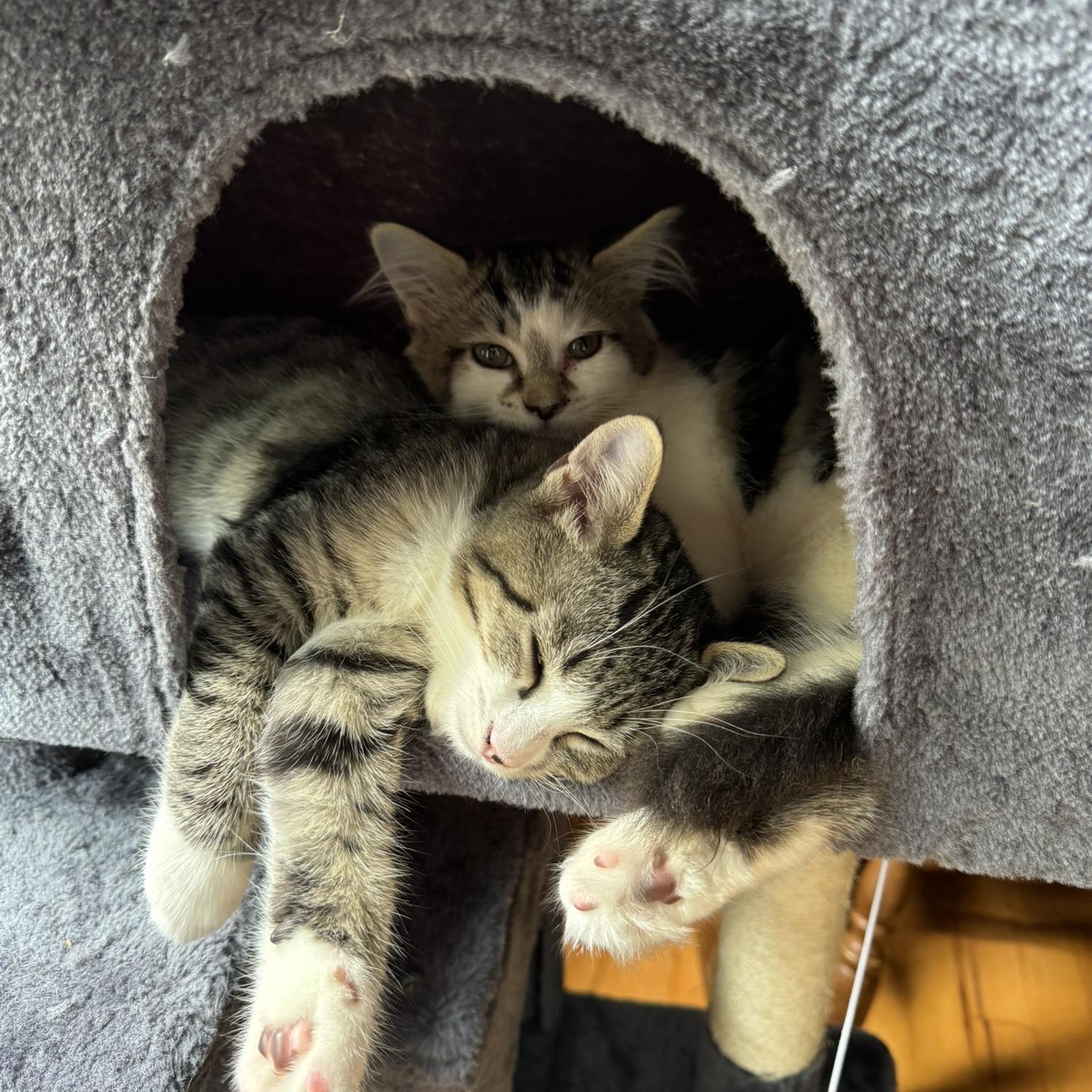 In June 2024, they rescued their two furr-babies, Lady Chardonnay and Pinot Noir.