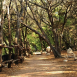 Cypress Creek Nature Trail
