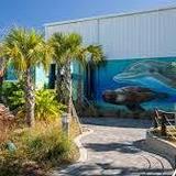 Institute For Marine Mammal Studies