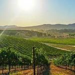 Temecula - Wine Country