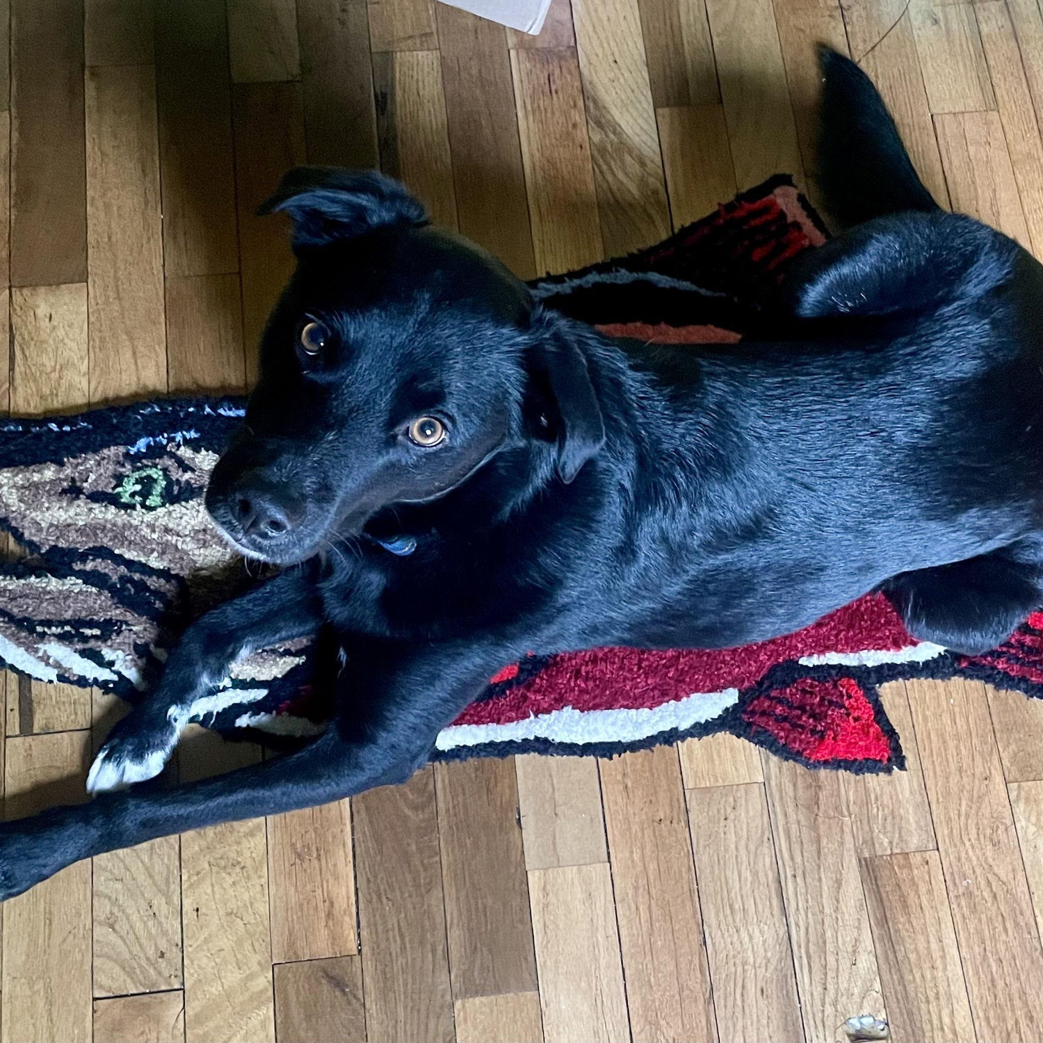 Nova, on a handmade salmon rug (gift from Brian to Laura)
