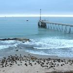Santa Barbara: Carpinteria Seal Sanctuary