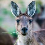 Animal Tracks Immersive Animal Experience