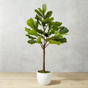 Potted 65" Fiddle Leaf Fig