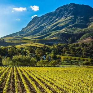 South Africa Wine Tasting