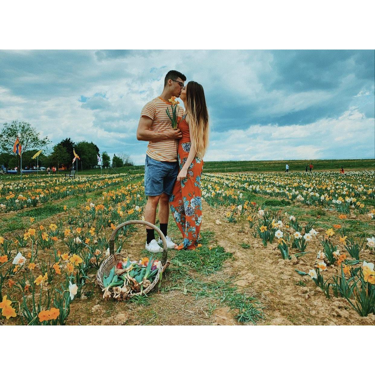 Tulip and daffodil picking