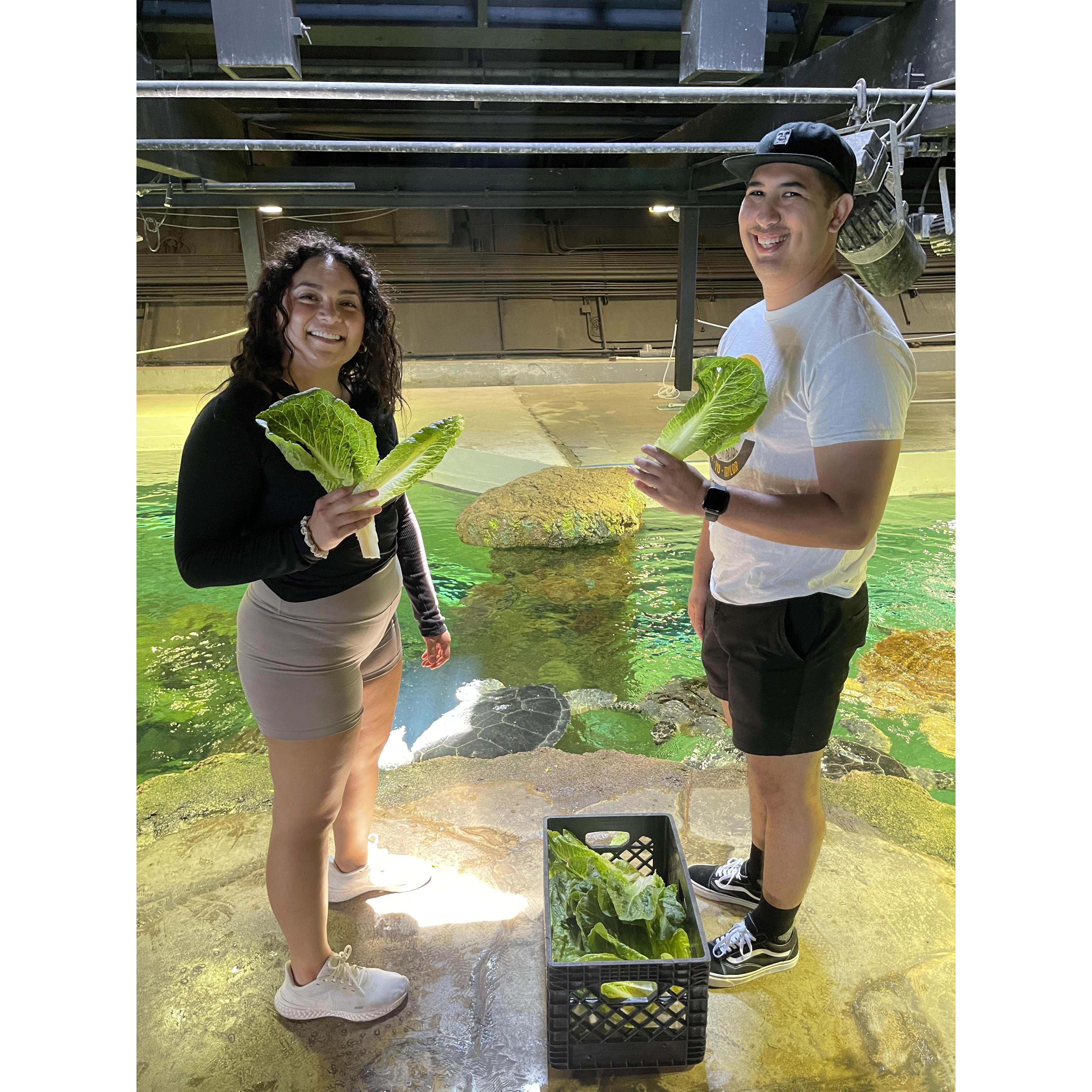 June 15th - Feeding the turtles at Sea World
