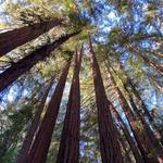 Muir Woods National Monument