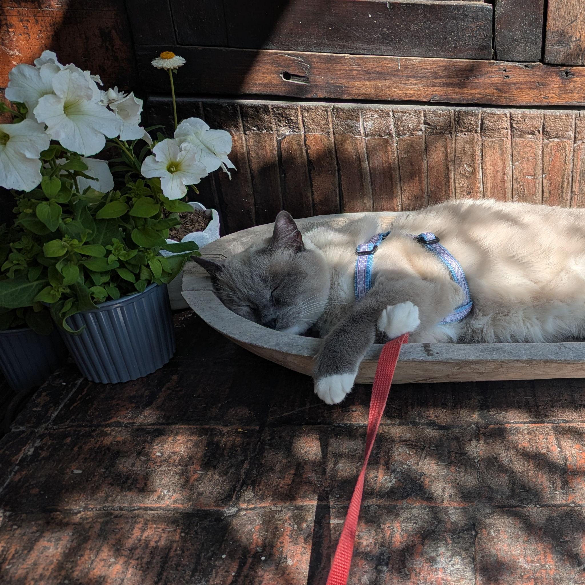 Donnie, our 16-year old Siamese boy