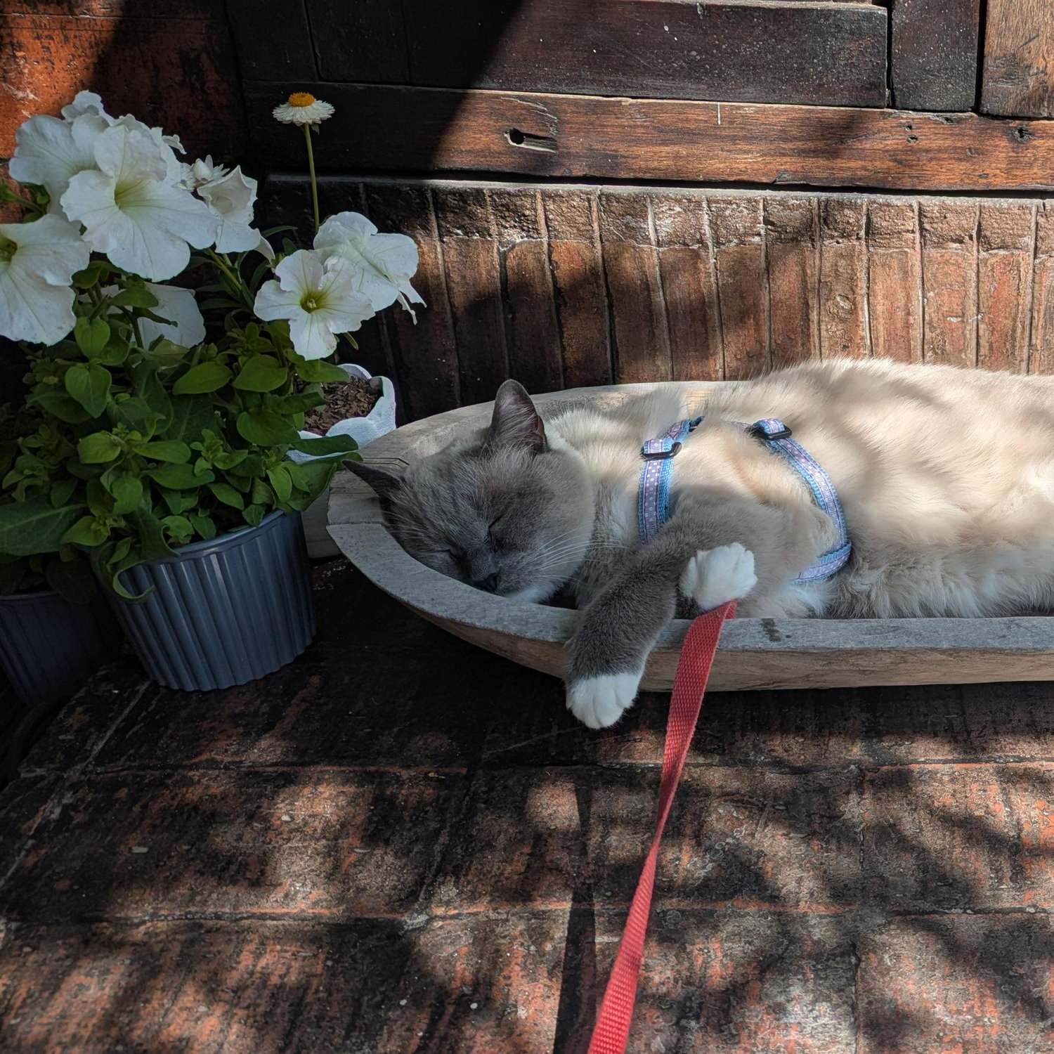 Donnie, our 16-year old Siamese boy