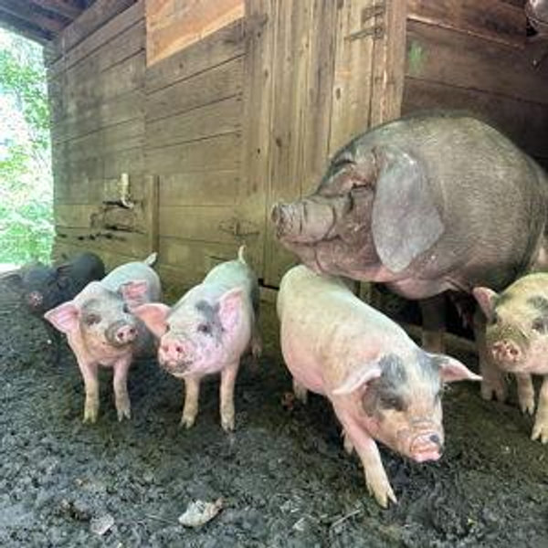 Help us build a barn!