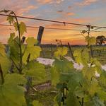 Westport Rivers Vineyard