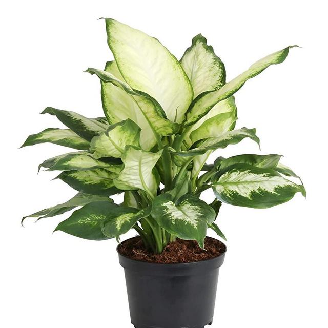 Costa Farms Dieffenbachia, Live Indoor Plant Ships in Grower Pot, 17-Inches Tall, Fresh from Our Farm, Excellent Gift