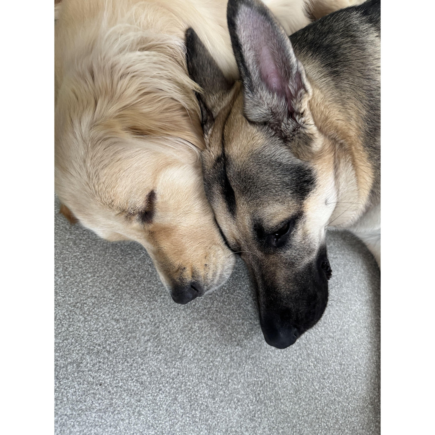 Michelle isn't the only professional napper in the family.