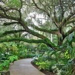 Harry P Leu Gardens