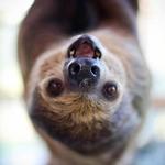 The Sloth Center Sanctuary