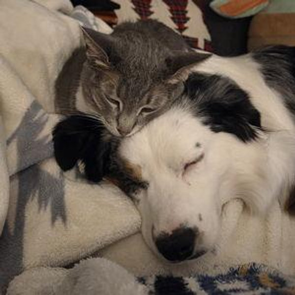 Our Pet Toy Fund
