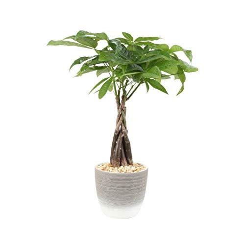 Costa Farms Money Tree, Pachira, Medium, Ships in Premium Ceramic Planter, 16-Inches Tall