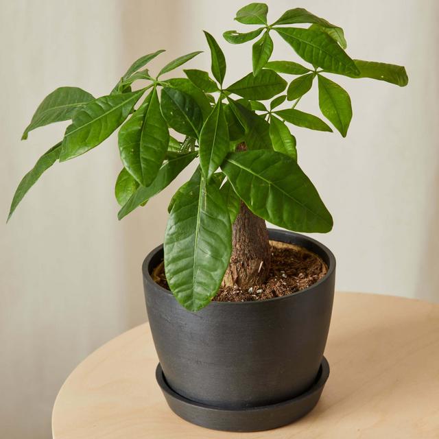 Mini Money Tree