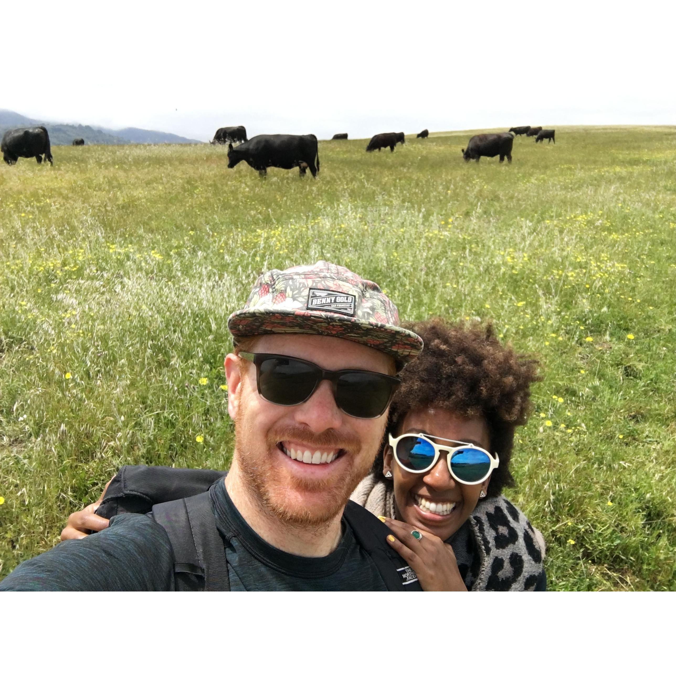 We Enjoy Cows - Tamales Bay, CA - May 2017