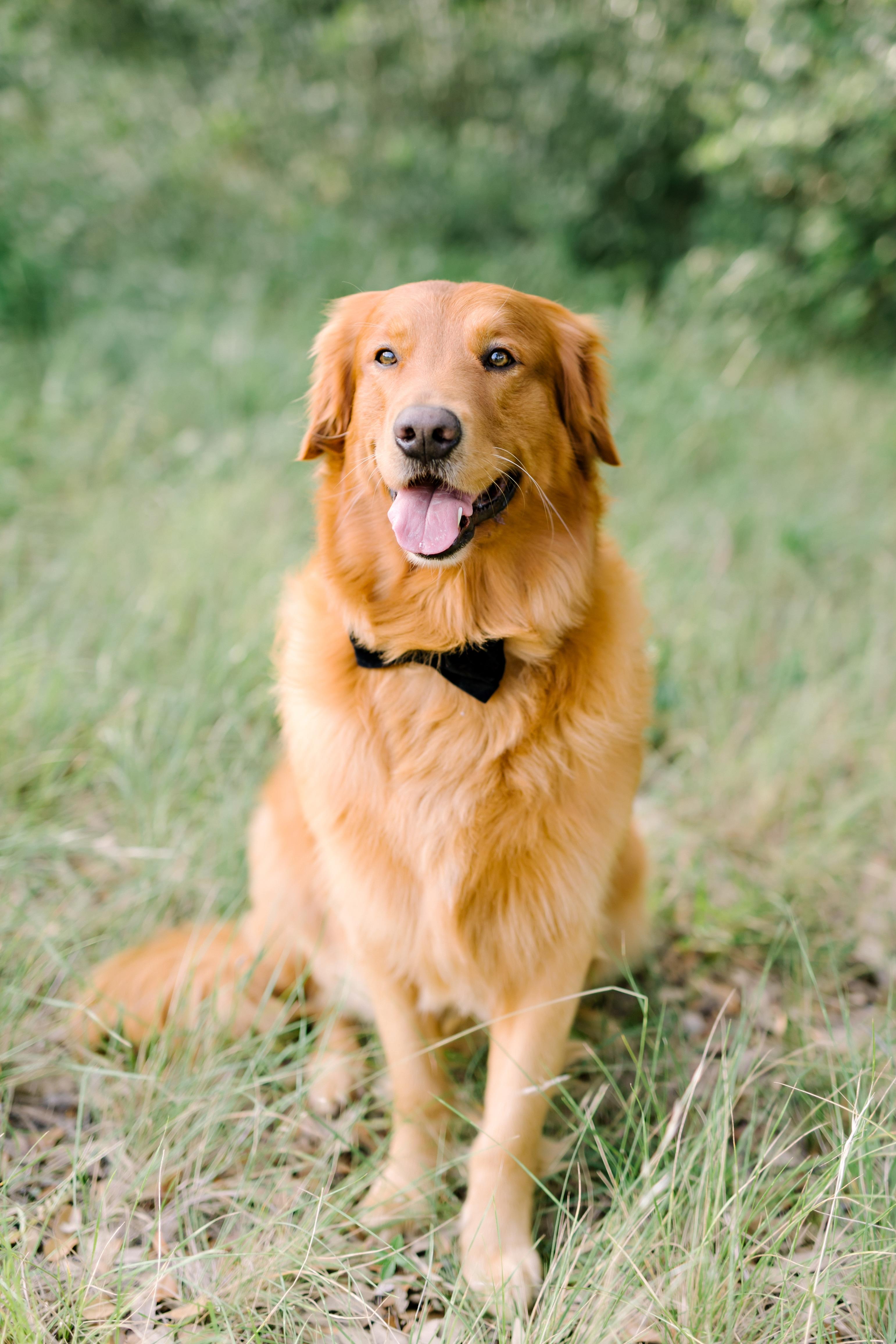 The Wedding Website of Alyssa Hamilton and Austin Morgan