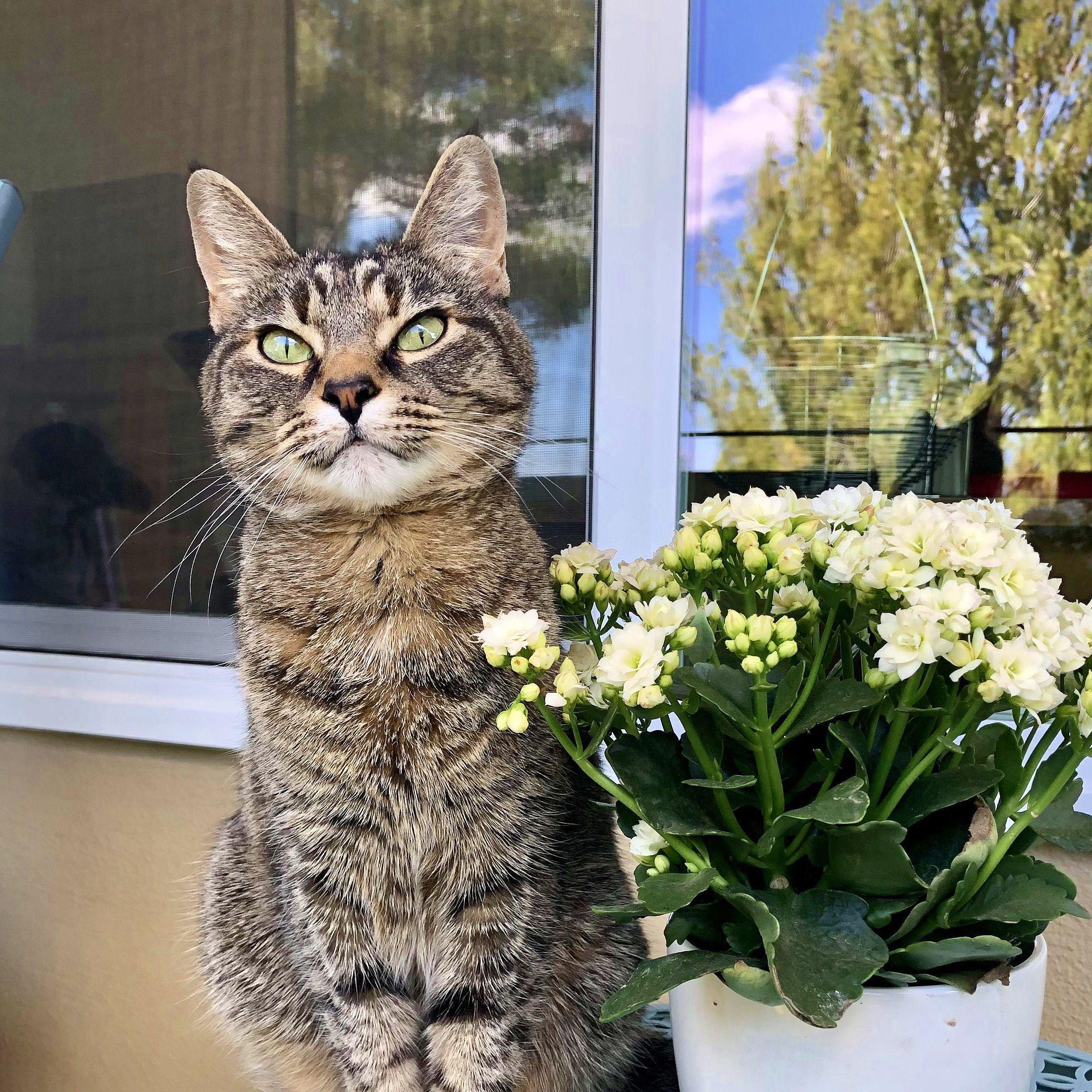 This album is starting to devolve into pictures of our cat - sorry not sorry